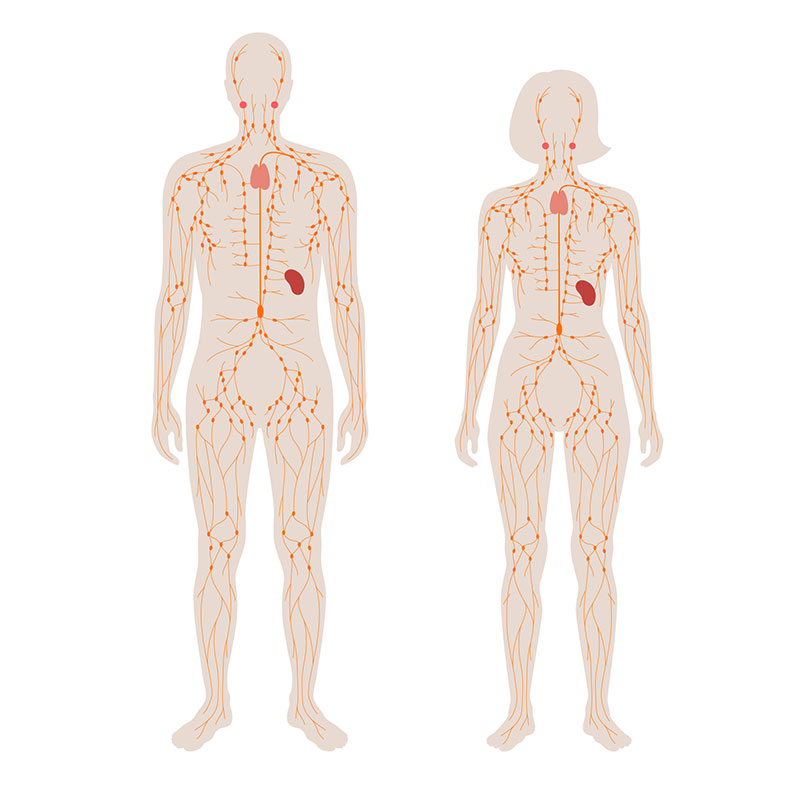 lymphatic-system
